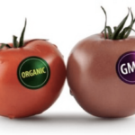 What is a GMO? What You Need to Know